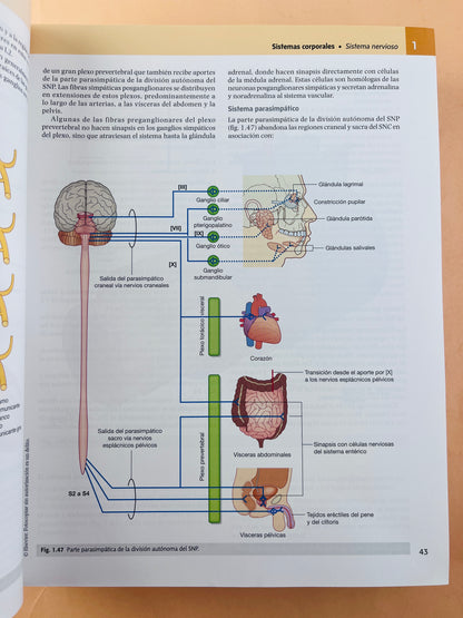 Gray anatomía para estudiantes cuarta edición
