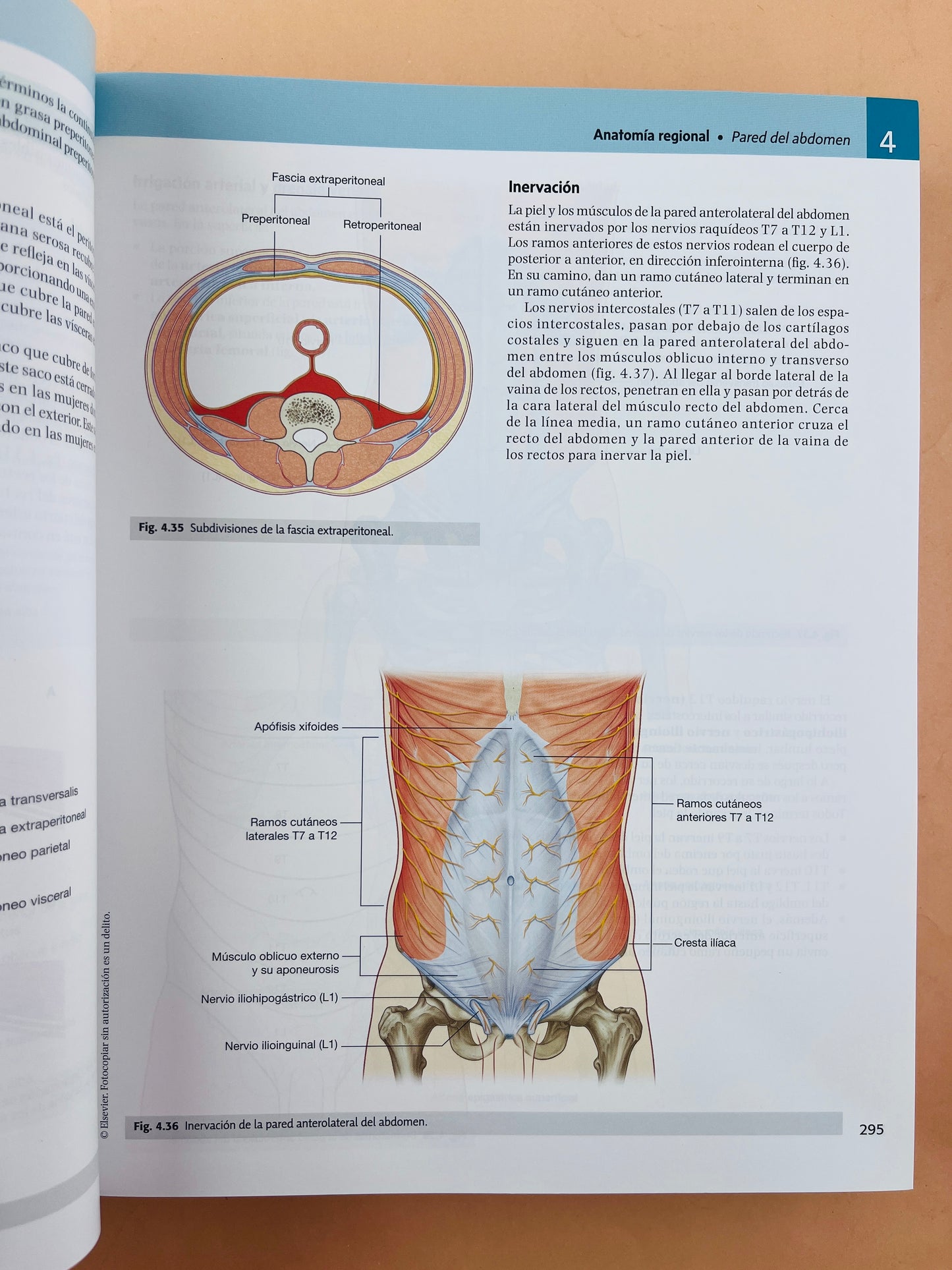 Gray anatomía para estudiantes cuarta edición