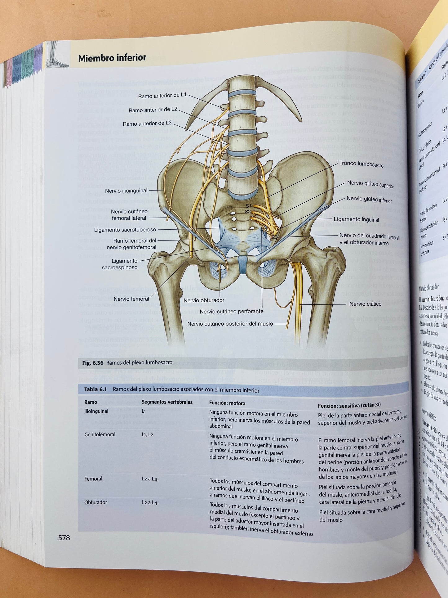 Gray anatomía para estudiantes cuarta edición