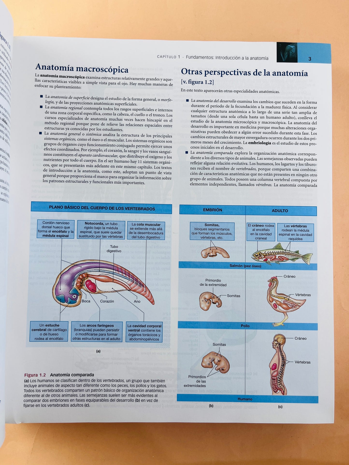 Anatomía humana sexta edición