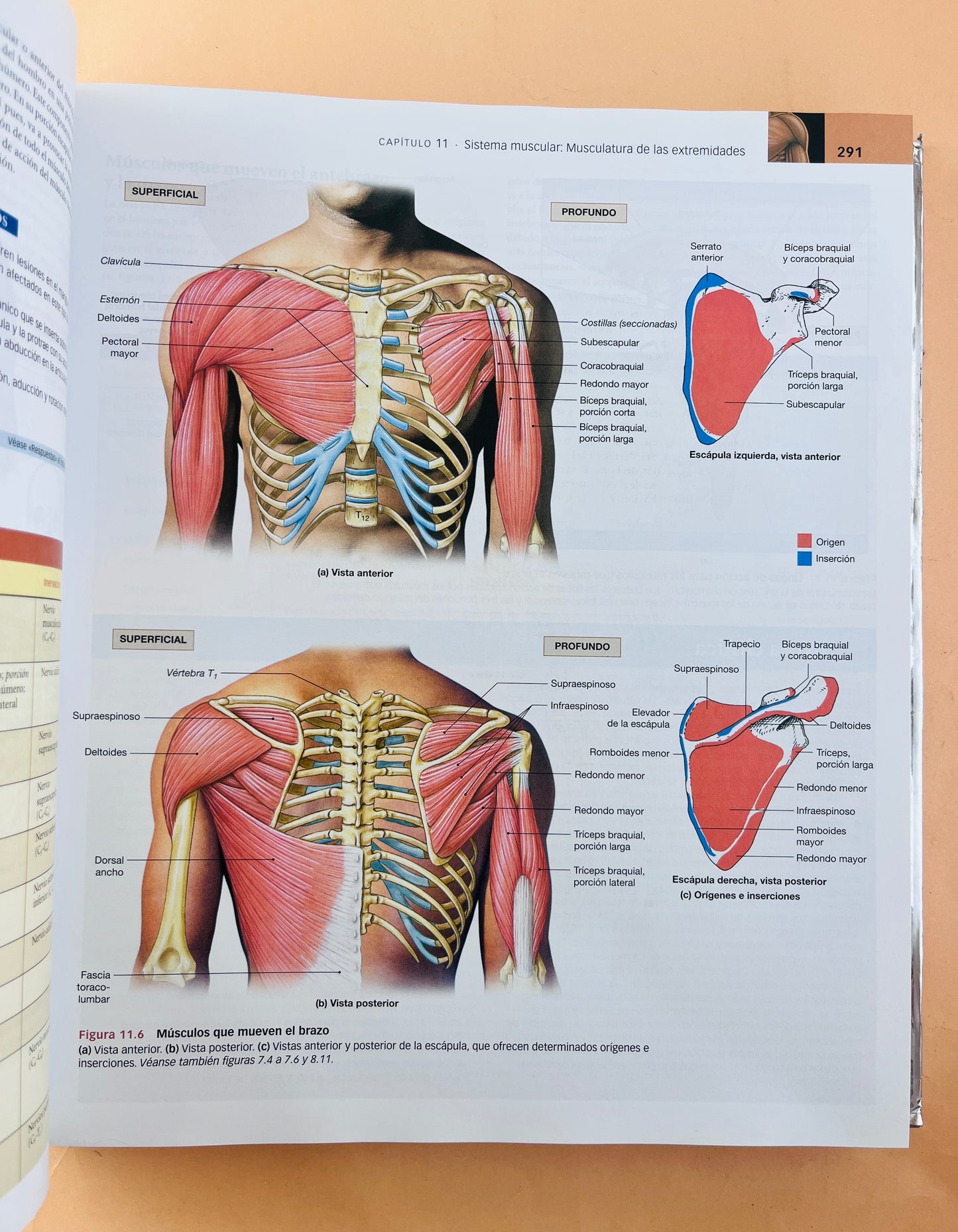 Anatomía humana sexta edición