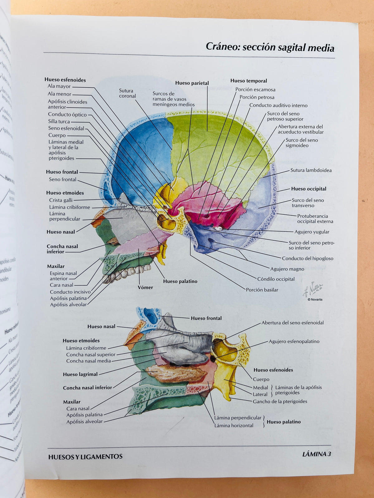 Atlas de anatomía humana segunda edición by Frank H Netter