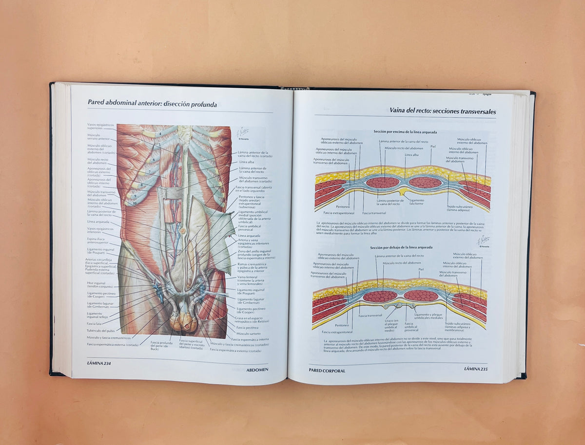 Atlas de anatomía humana segunda edición by Frank H Netter