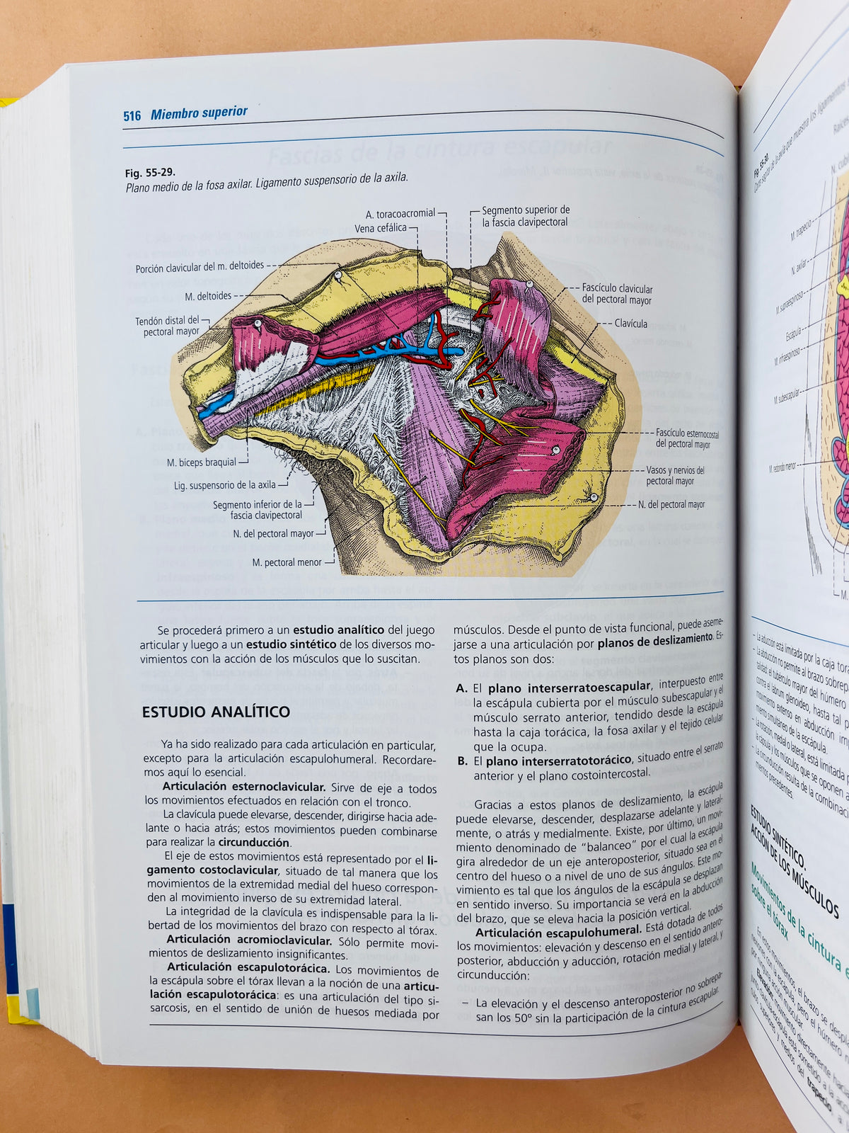 Anatomía humana 4a edición dos tomos by Latarjet Ruíz Liard
