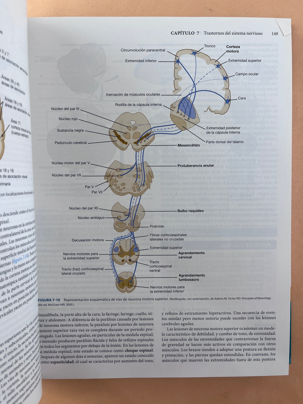 Fisiopatología de la enfermedad una introducción a la medicina clínica sexta edición by Stephen McPhee