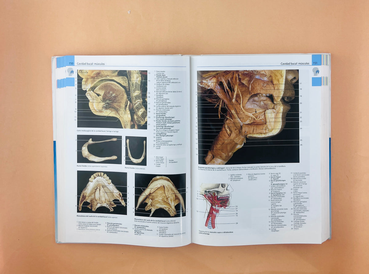 Atlas de anatomía humana estudio fotográfico de cuerpo humano séptima ediciónedición by Rohen Yokochi Lütjen Drecoll