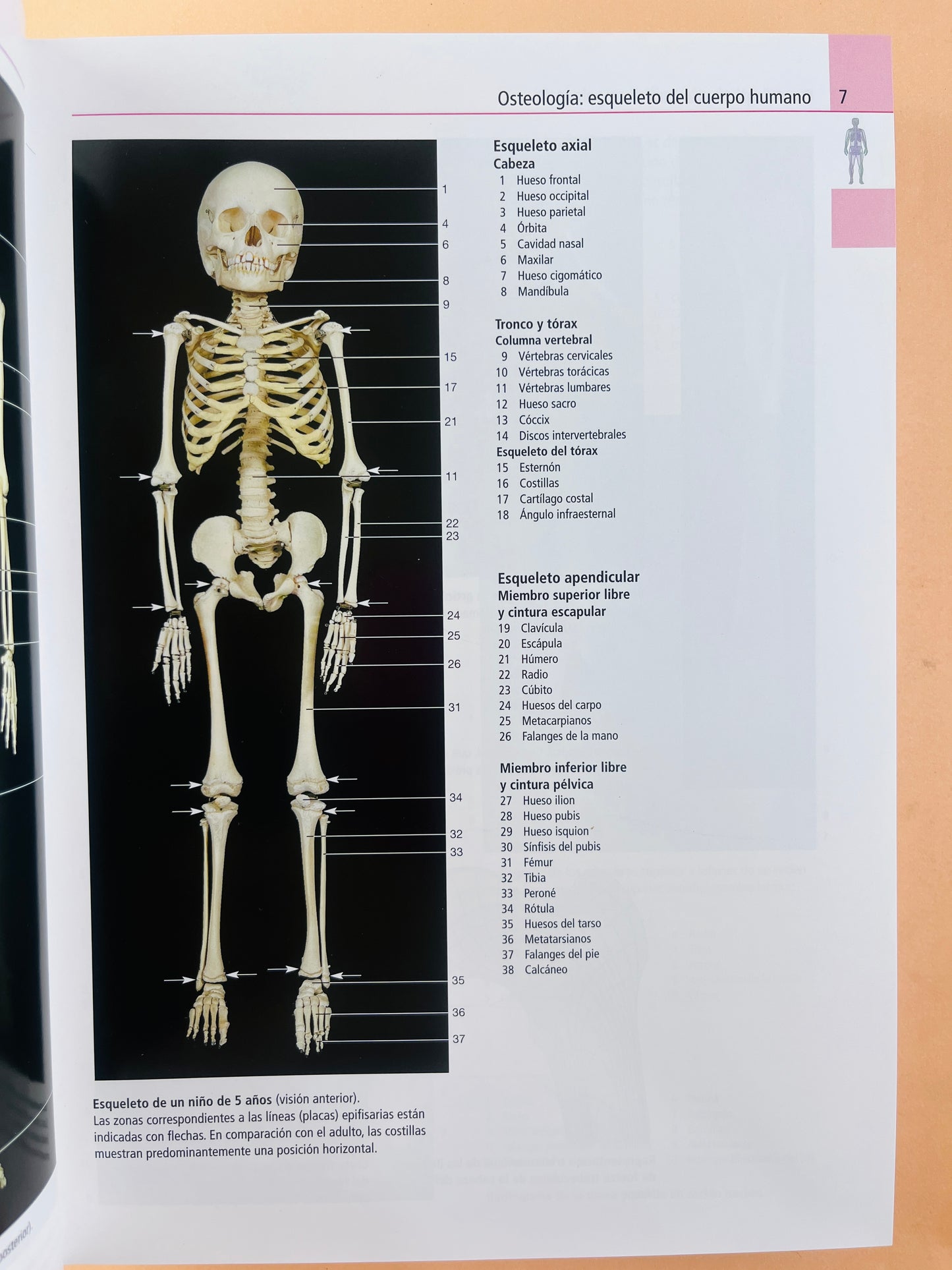 Atlas de anatomía humana estudio fotográfico de cuerpo humano octava edición