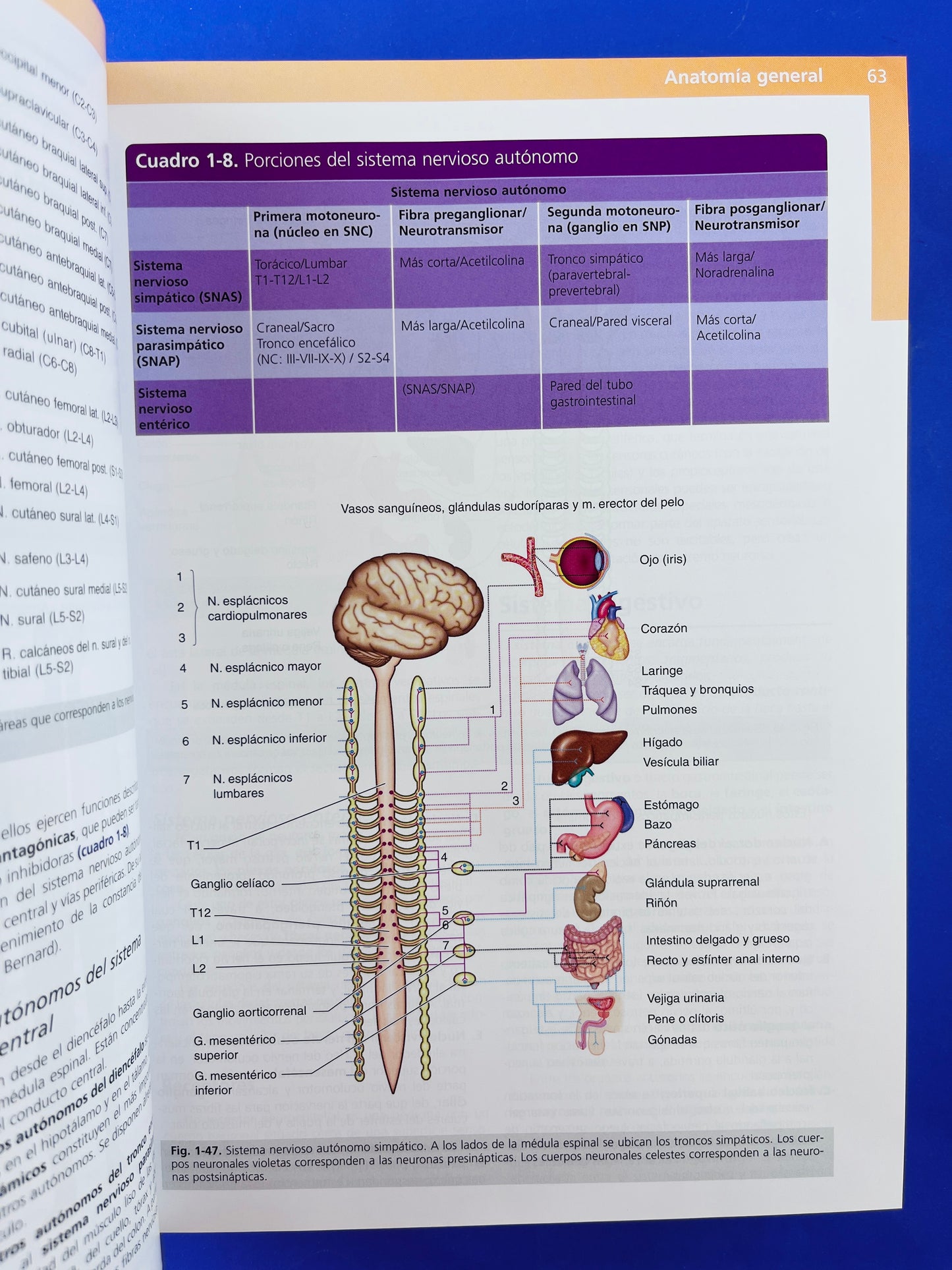 Anatomía Clínica segunda edición