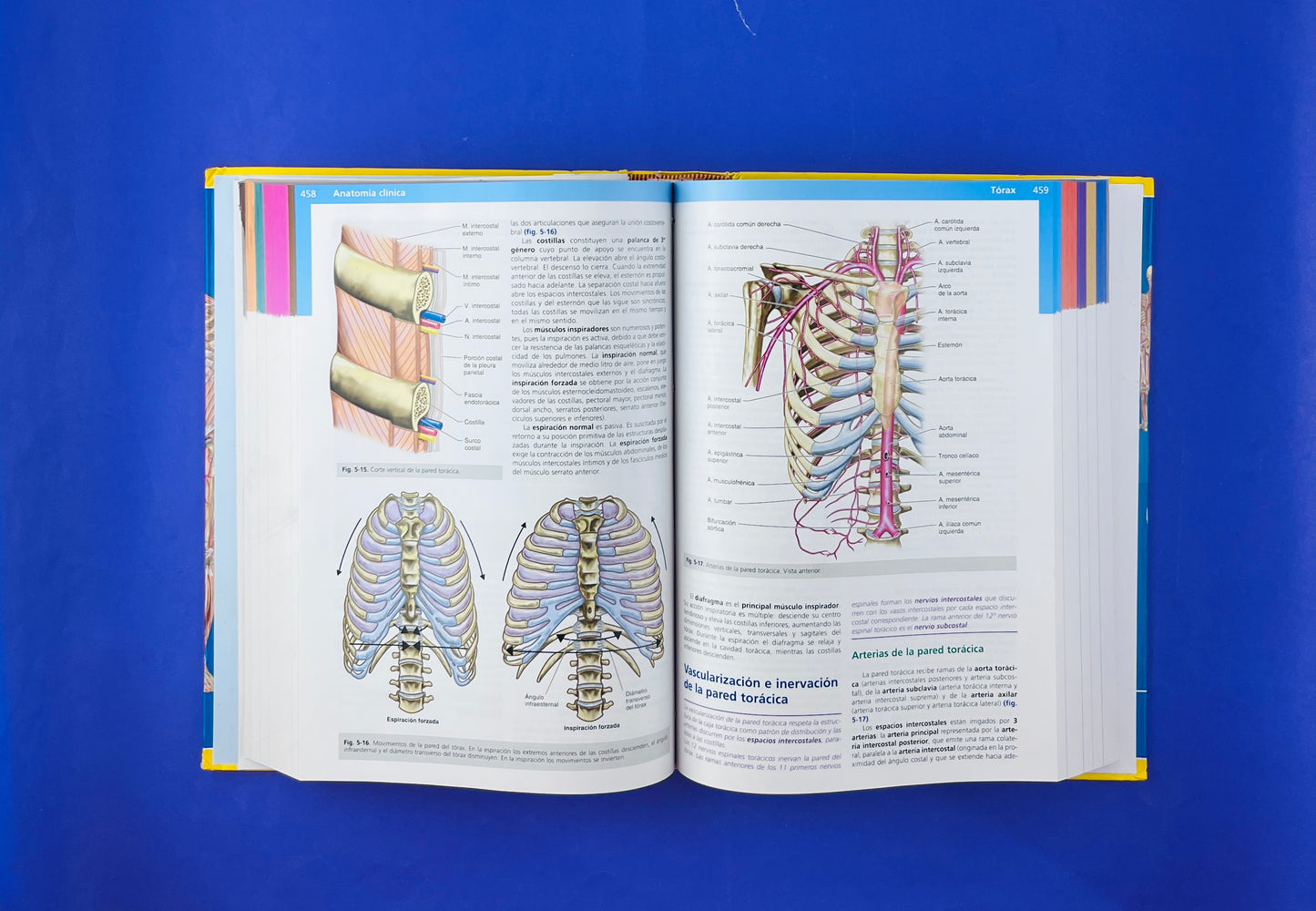 Anatomía Clínica segunda edición