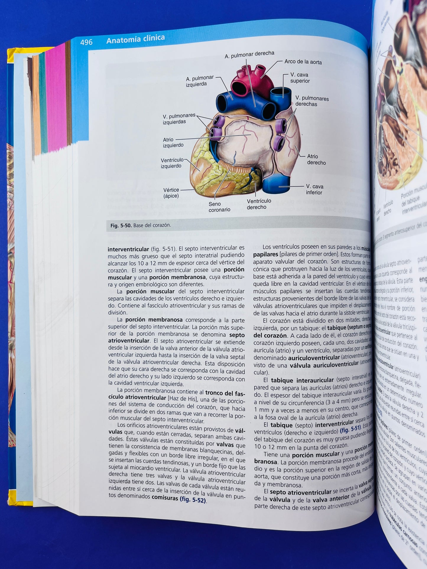 Anatomía Clínica segunda edición