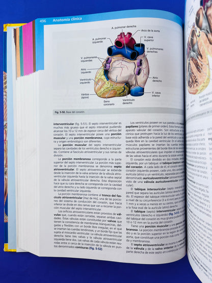 Anatomía Clínica segunda edición