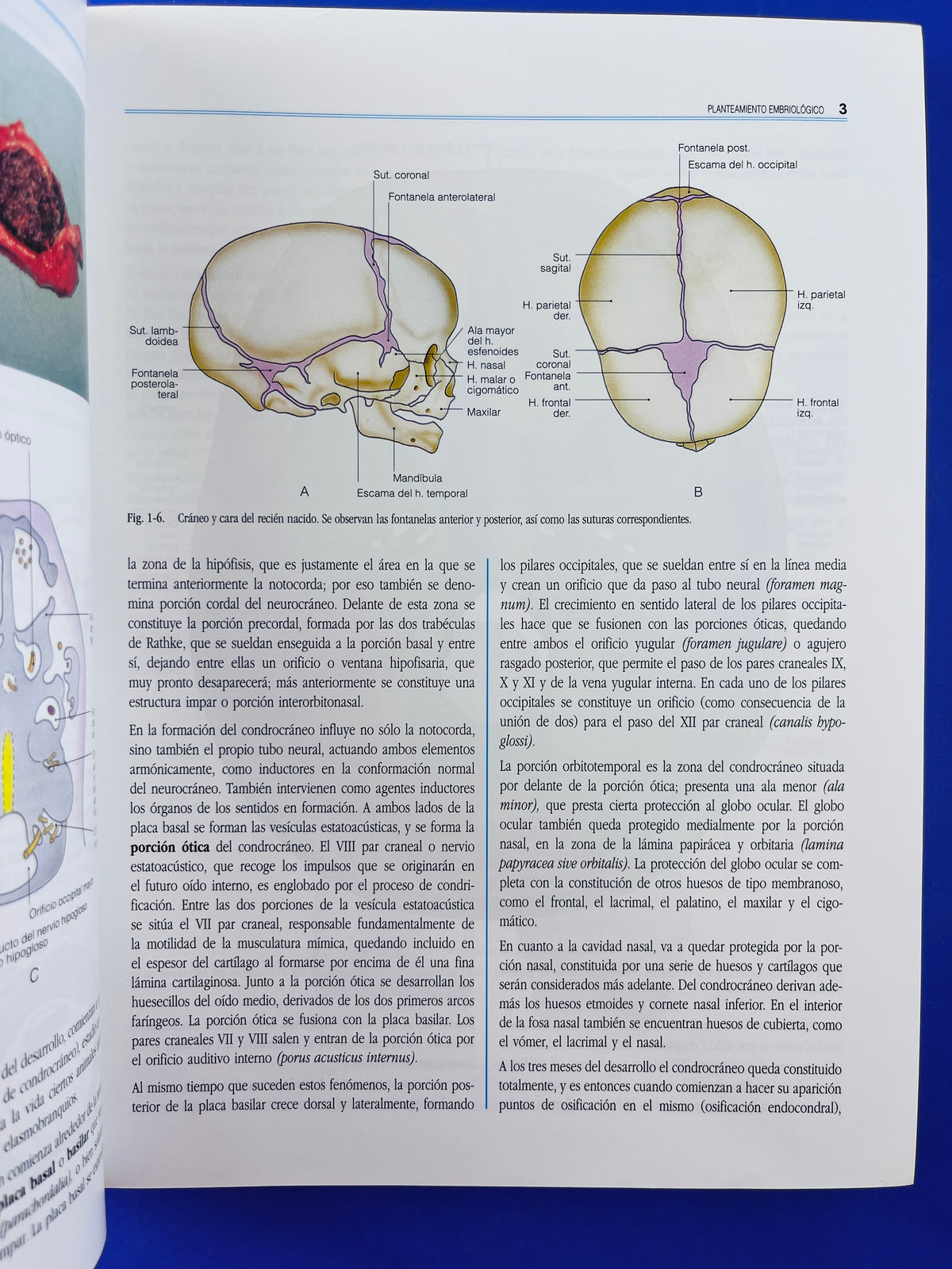 Anatomía de la cabeza para odontólogos cuarta edición by Velayos Santana