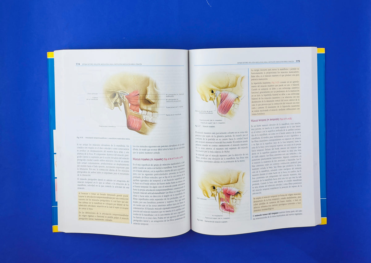 Anatomía de la cabeza para odontólogos cuarta edición by Velayos Santana