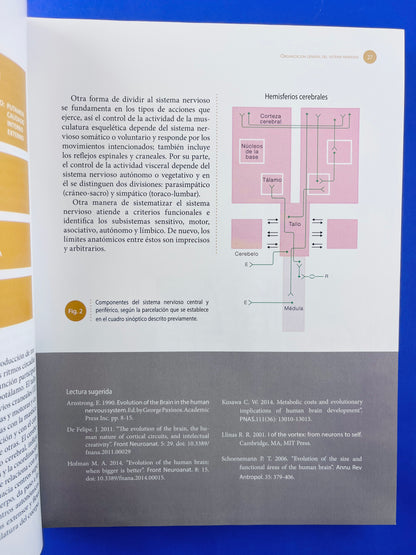 Sistema nervioso Neuroanatomía funcional y clínica