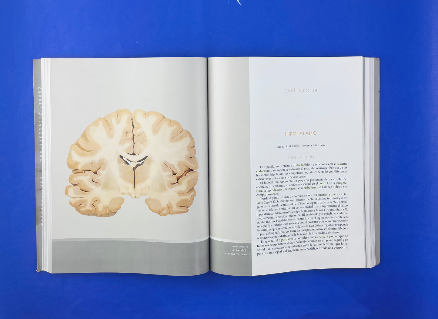 Sistema nervioso Neuroanatomía funcional y clínica