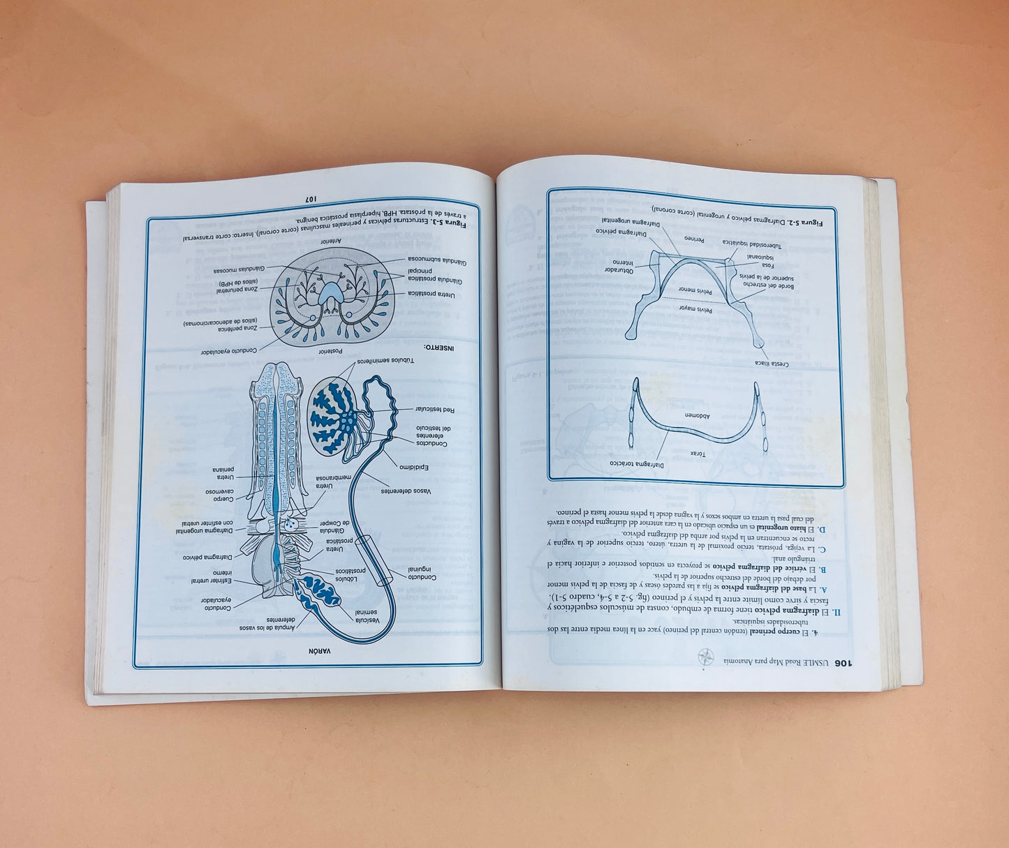 Usmle road map Anatomía segunda edición