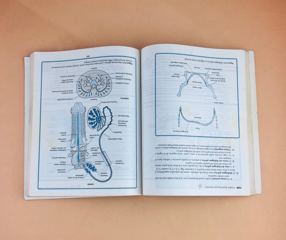 Usmle road map Anatomía segunda edición by James S. White
