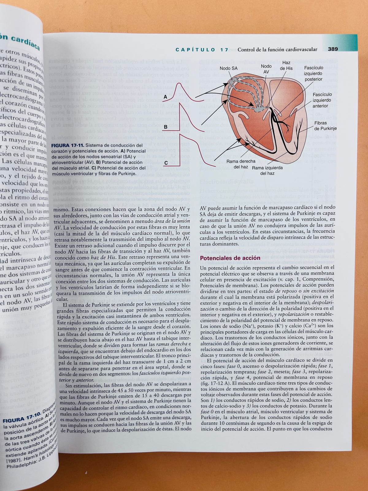 Fundamentos de fisiopatología tercera edición by Carol Mattson Porth