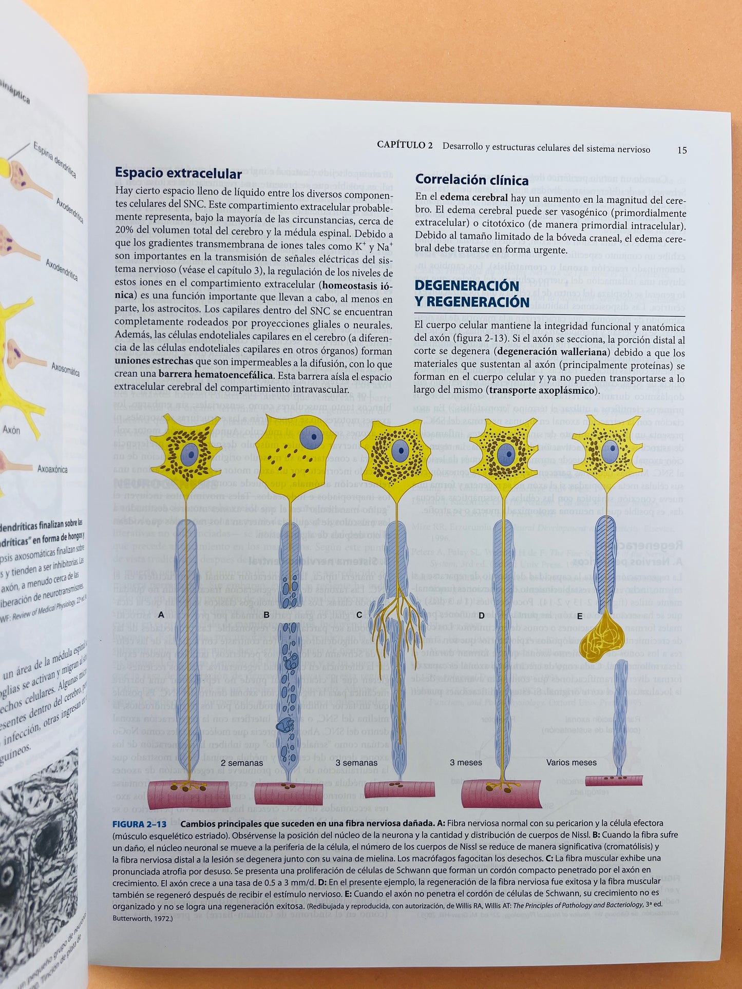 Lange Neuroanatomía clínica 26a edicion