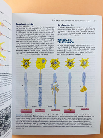 Lange Neuroanatomía clínica 26a edicion