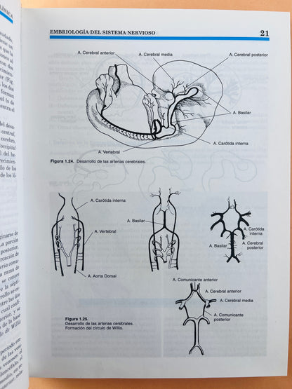 Neuroanatomía funcional y clínica atlas del sistema nervioso central cuarta edición