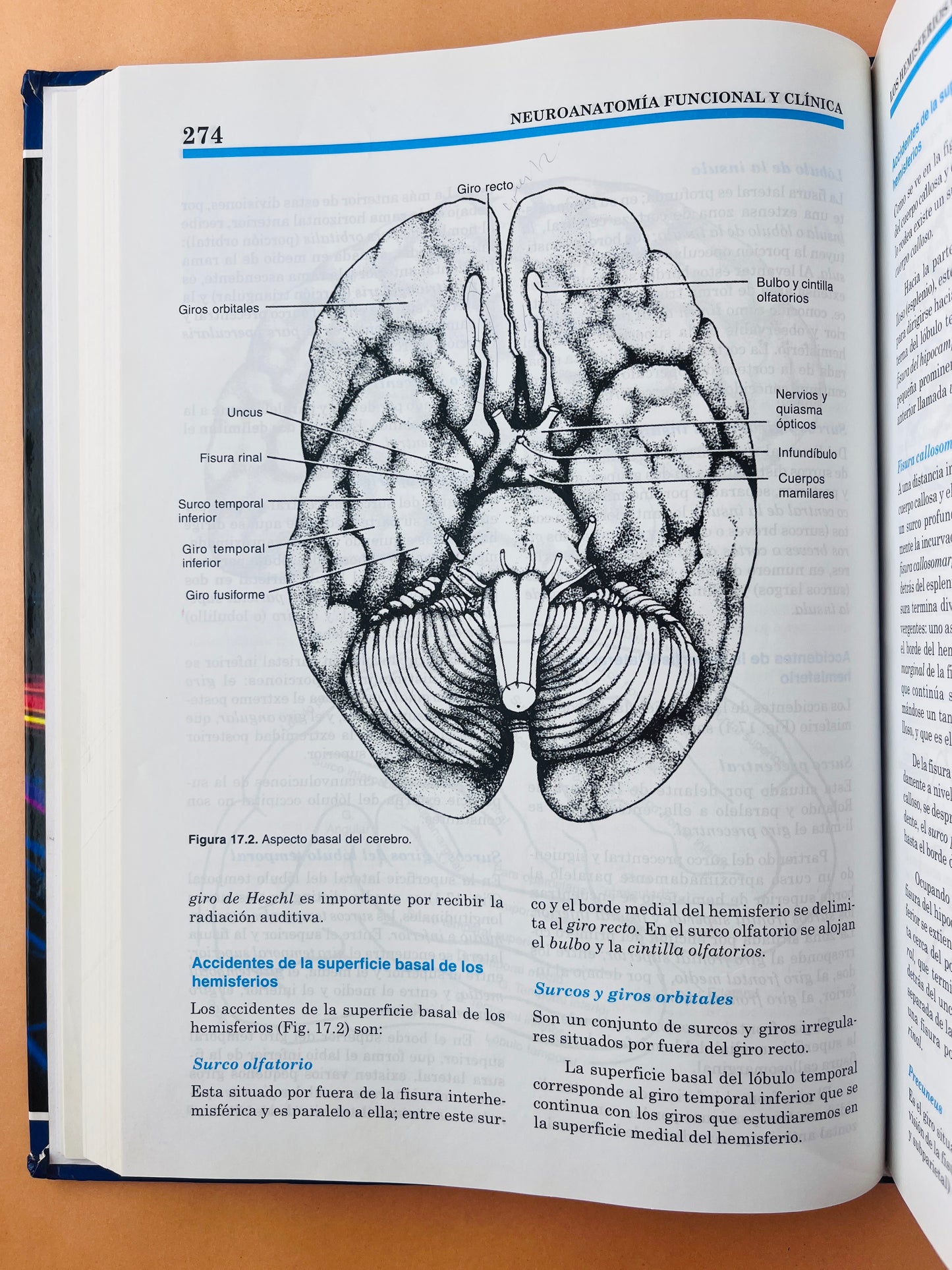 Neuroanatomía funcional y clínica atlas del sistema nervioso central cuarta edición