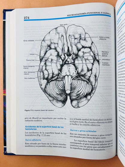 Neuroanatomía funcional y clínica atlas del sistema nervioso central cuarta edición