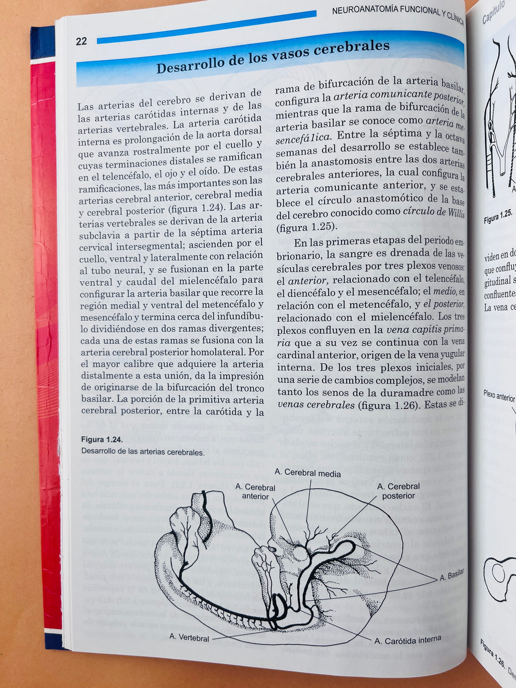 Neuroanatomía funcional y clínica quinta edición by Jairo Bustamante