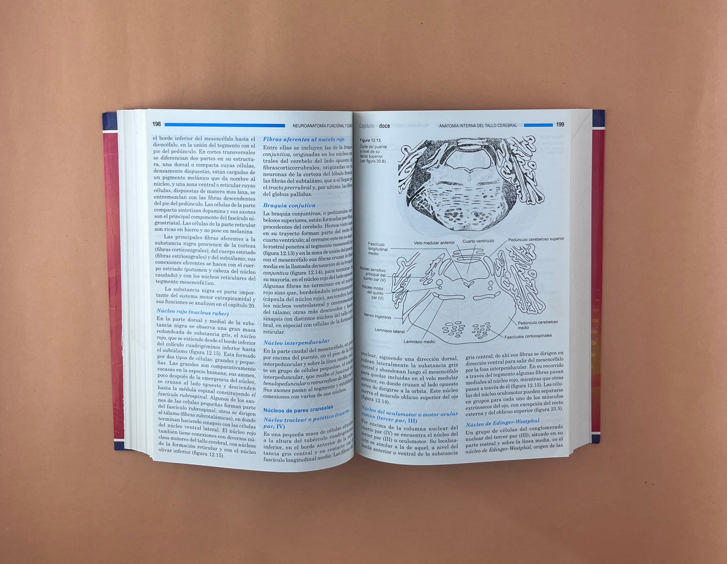 Neuroanatomía funcional y clínica quinta edición