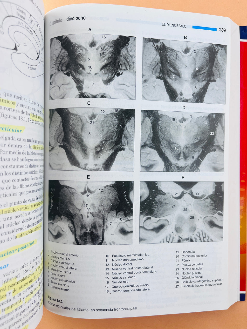 Neuroanatomía funcional y clínica quinta edición by Jairo Bustamante