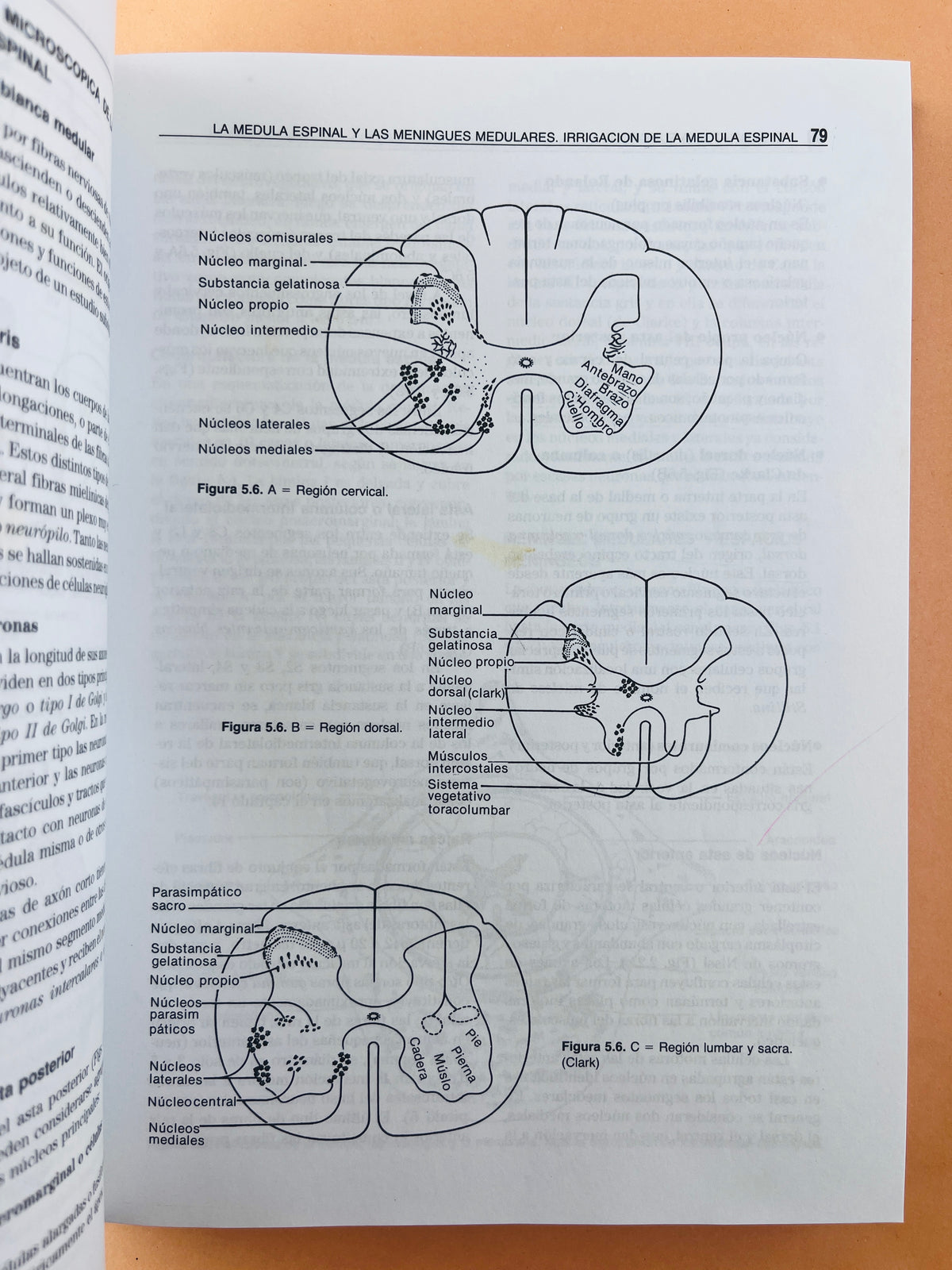 Neuroanatomía funcional segunda edición by Jairo Bustamante B.