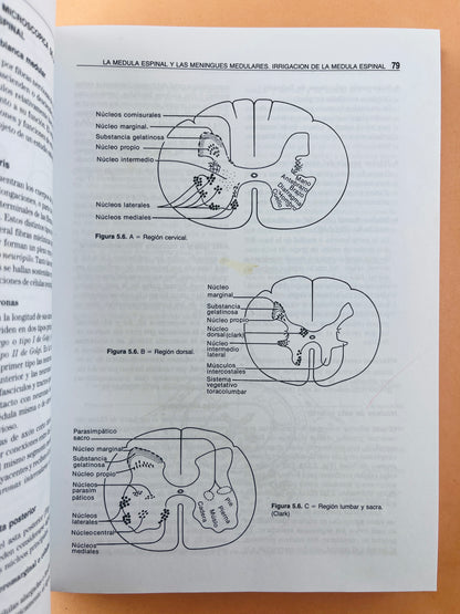 Neuroanatomía funcional segunda edición