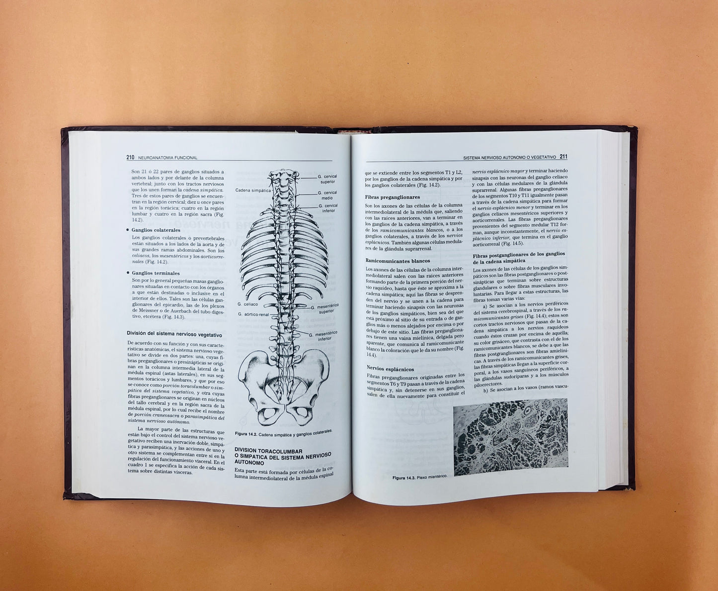 Neuroanatomía funcional segunda edición