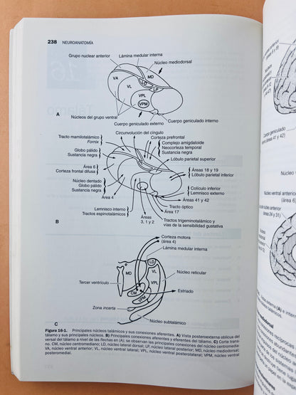 Temas clave neuroanatomía cuarta edición