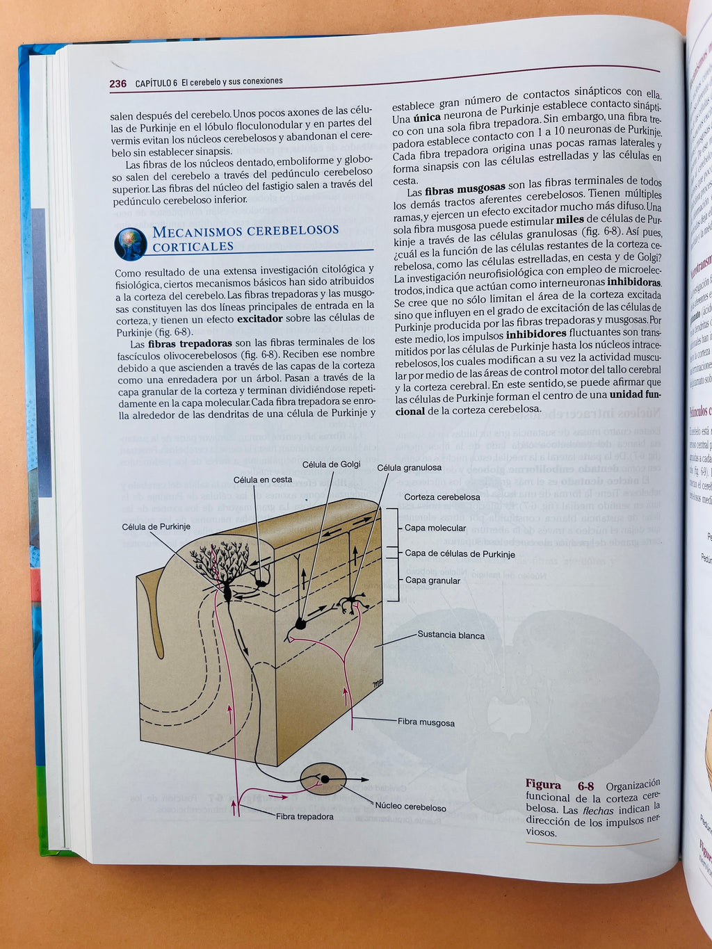Neuroanatomía Clínica 7a edición by Richard S. Snell