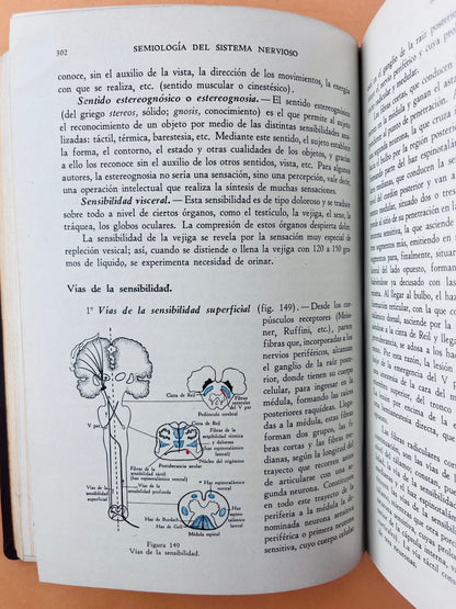 Sistema nervioso cuarta edición