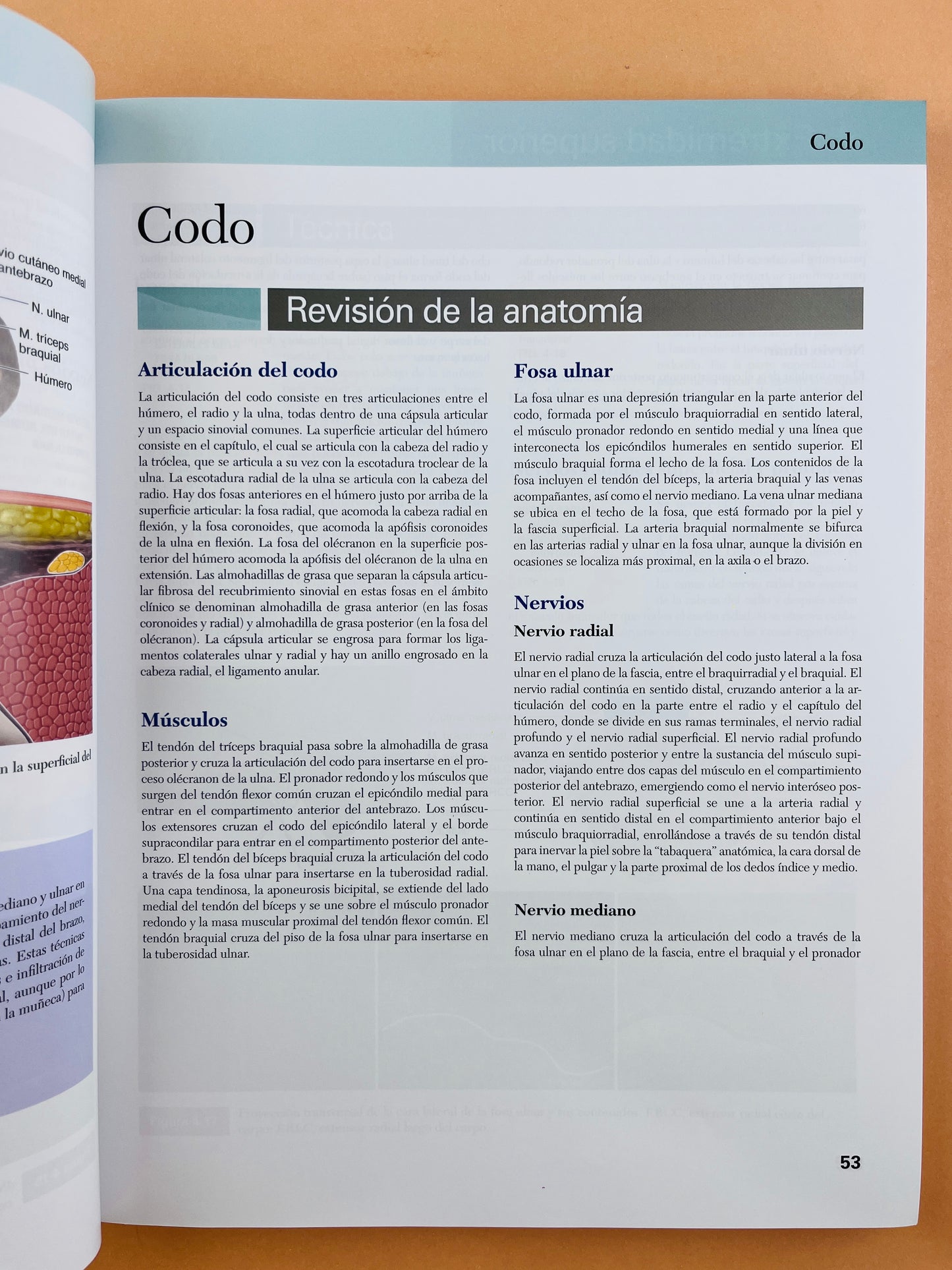 Fundamentos de anatomía por Ecografía