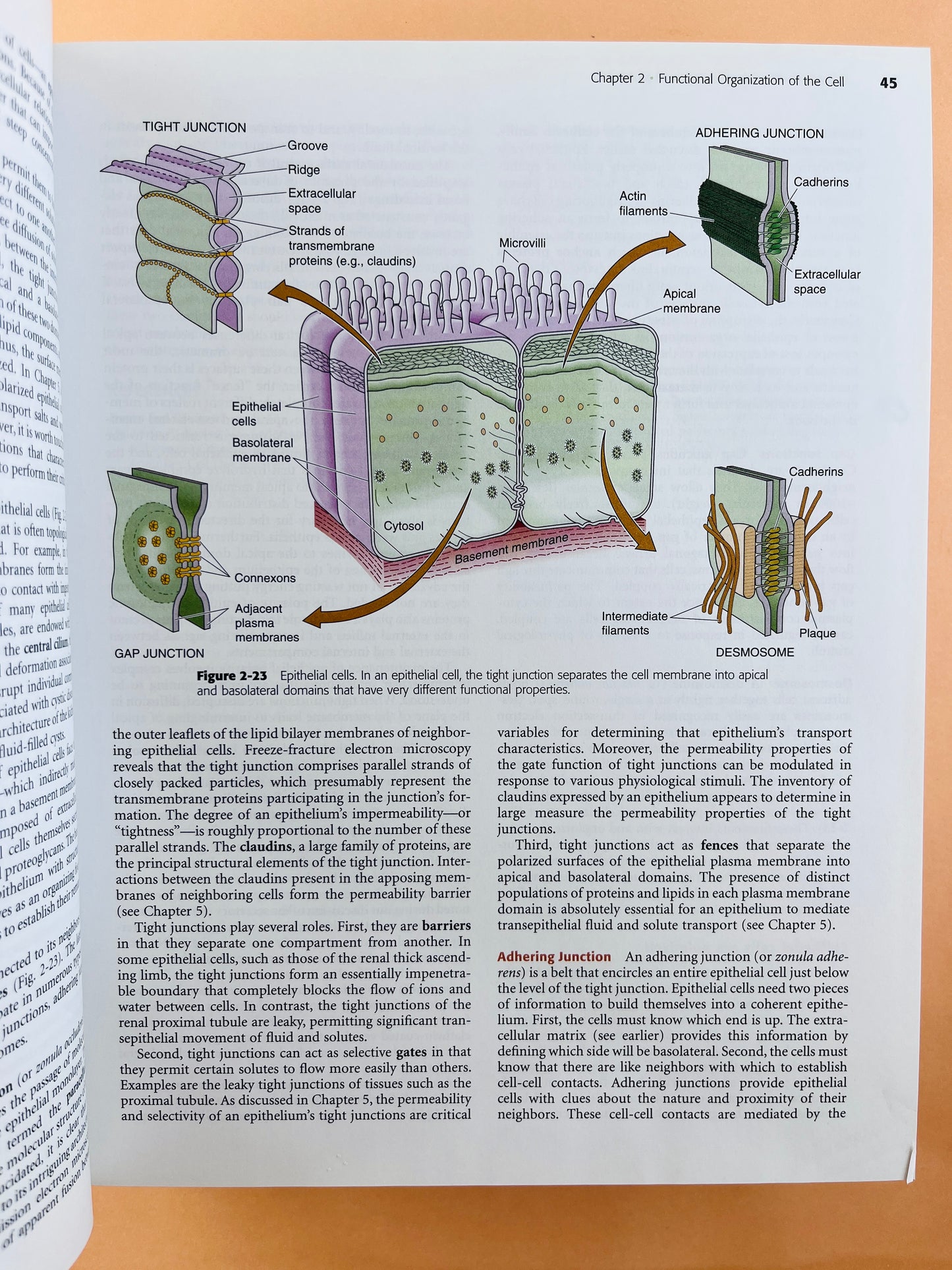 Medical Physiology second edition updated edition