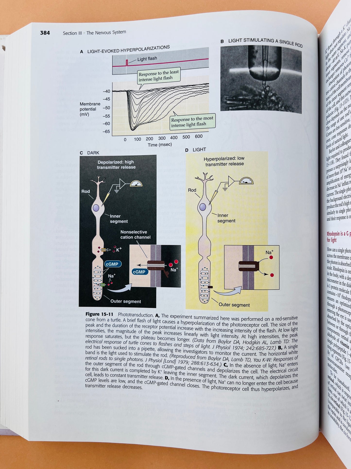 Medical Physiology second edition updated edition
