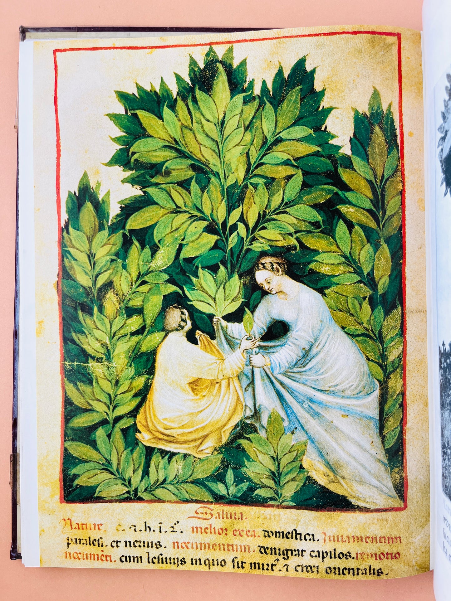 Historia de la Farmacia