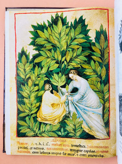 Historia de la Farmacia