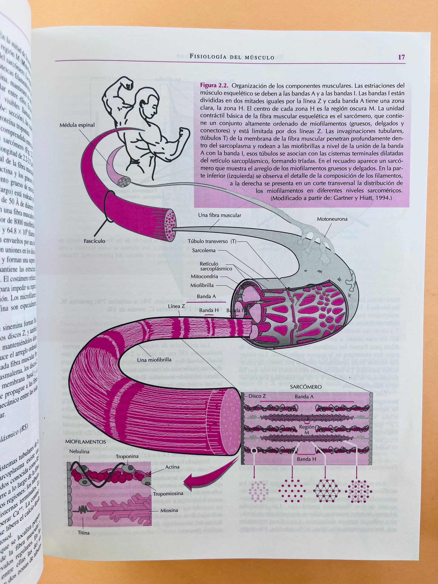 Fisiología humana tercera edición