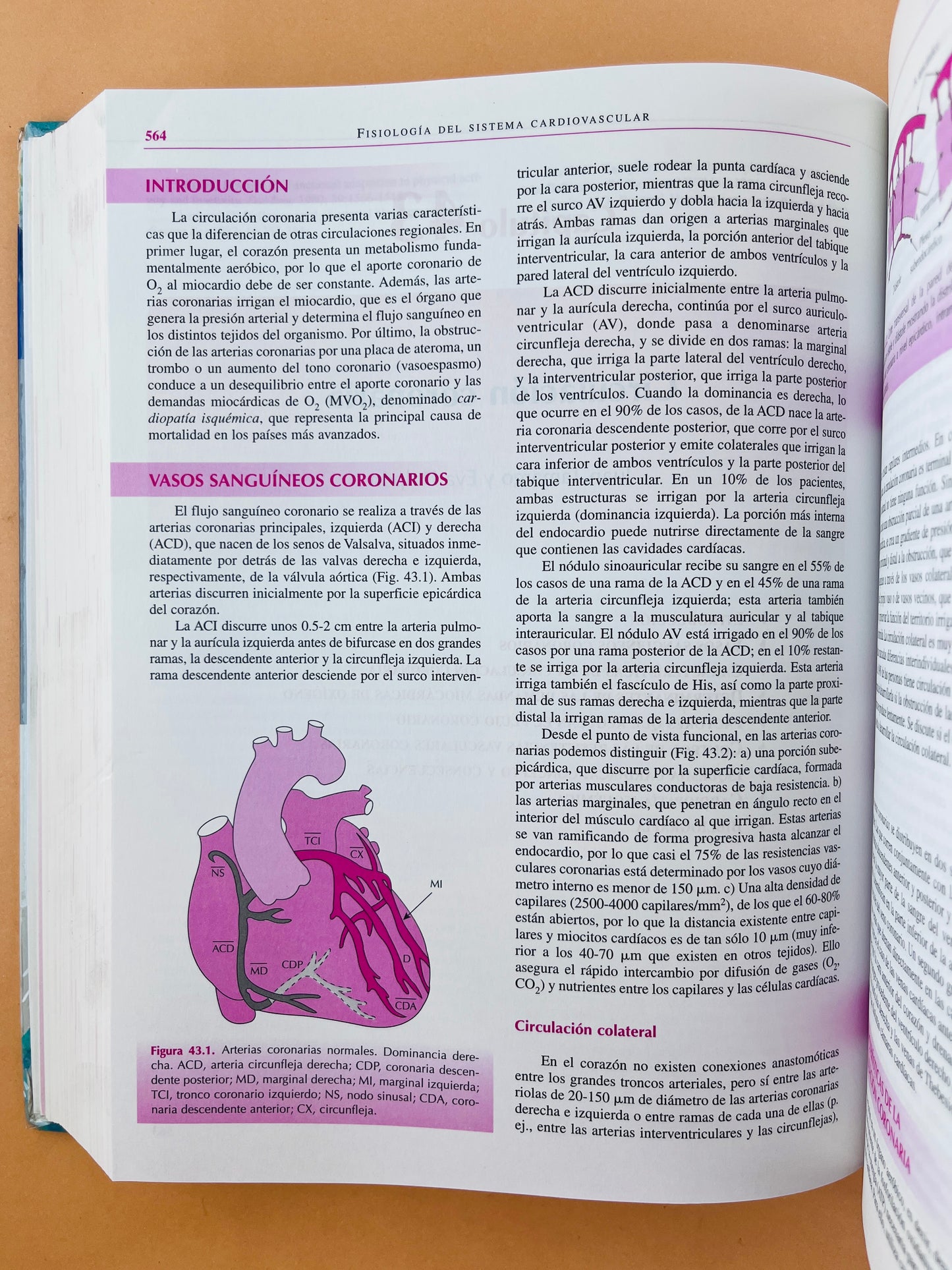 Fisiología humana tercera edición
