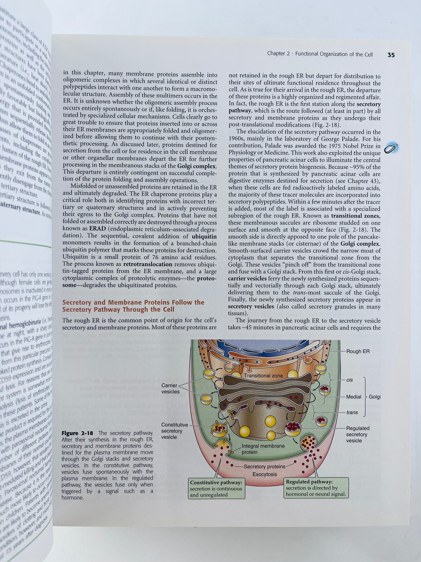 Medical physiology second edition