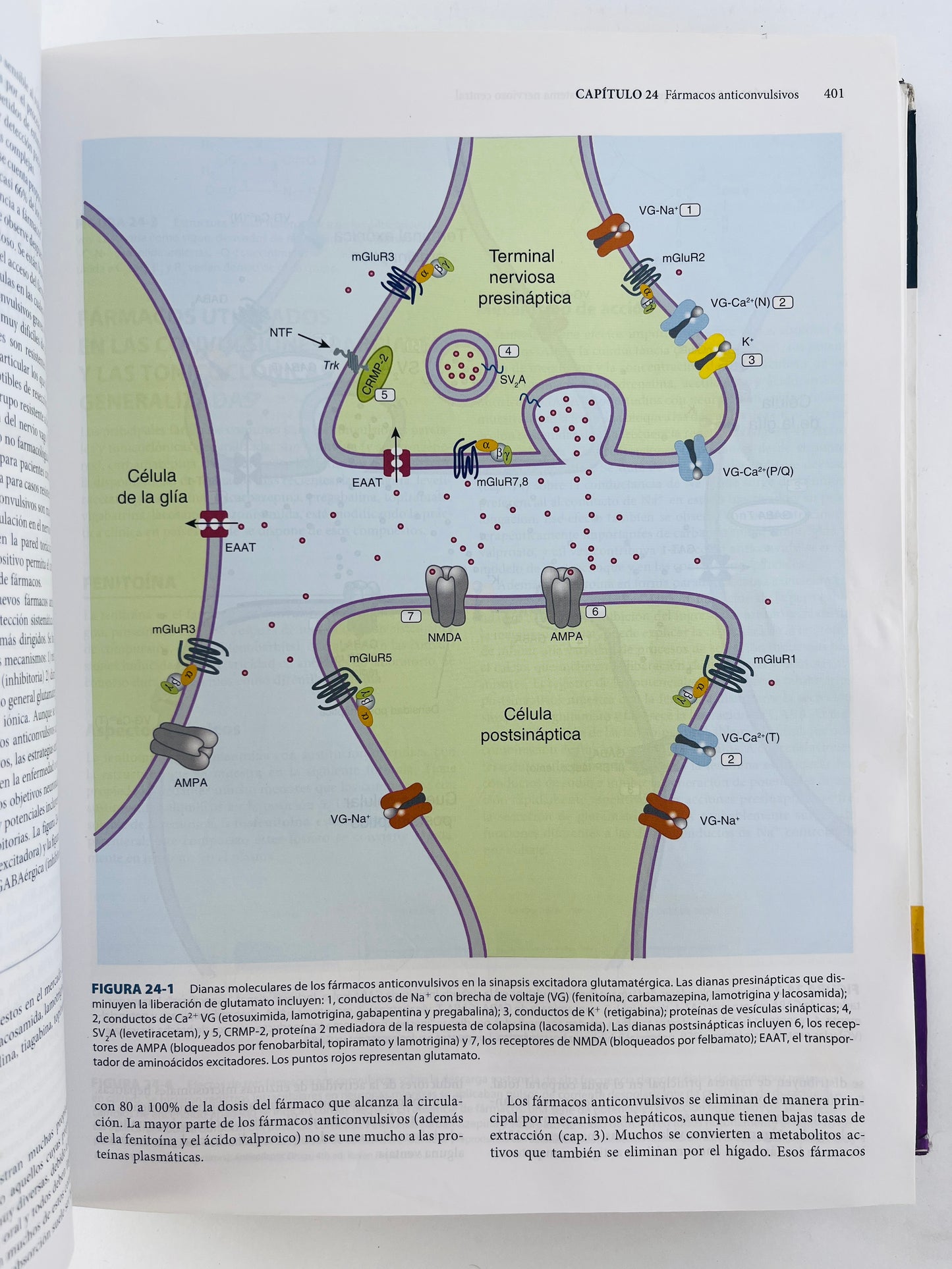 Farmacología Básica Y Clínica 11a. edición