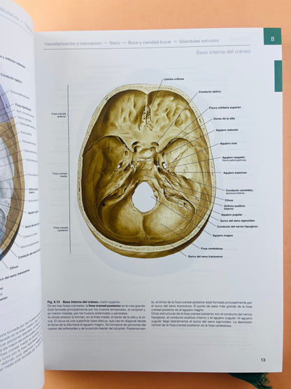 Sobotta Colección Atlas de anatomía humana 23a edición 3 volumen Cabeza, cuello y neuroanatomía. Órganos internos, Anatomía general y aparato locomotor + cartlilla tablas de de músculos, articulacio