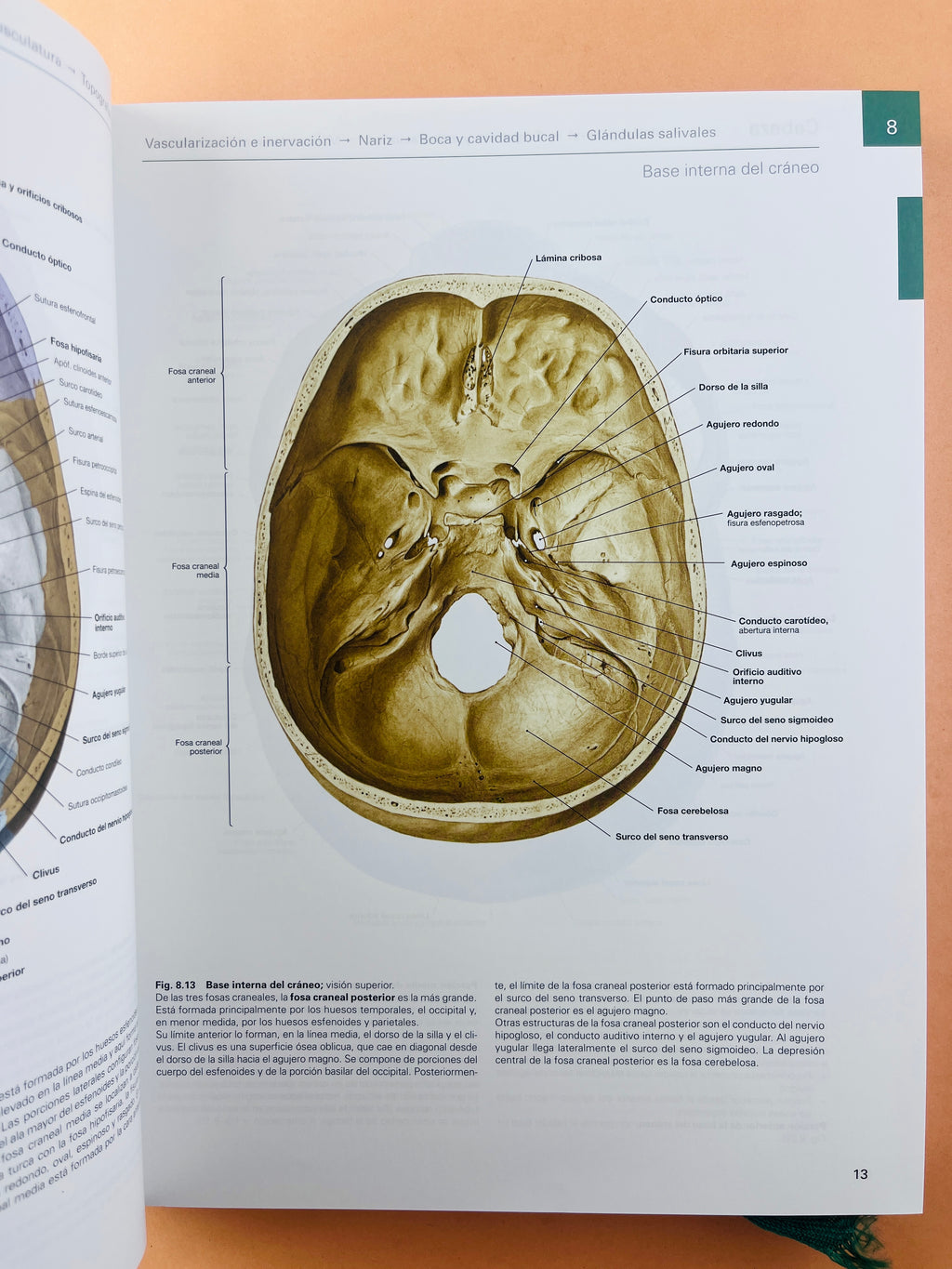 Sobotta Colección Atlas de anatomía humana 23a edición 3 volumen Cabeza, cuello y neuroanatomía. Órganos internos, Anatomía general y aparato locomotor by F. Paulsen y J. Waschtke