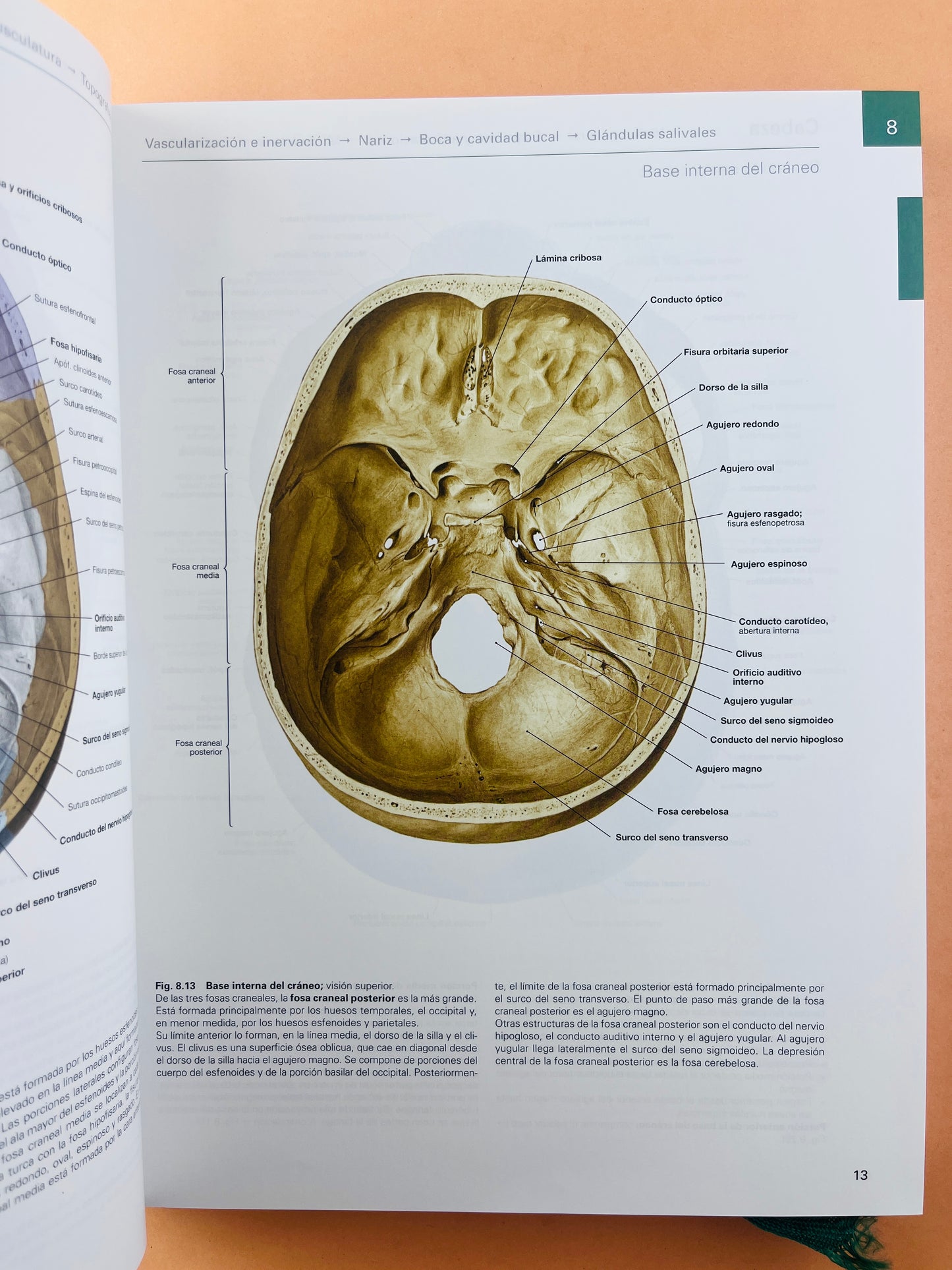 Sobotta Colección Atlas de anatomía humana 23a edición 3 volumen Cabeza, cuello y neuroanatomía. Órganos internos, Anatomía general y aparato locomotor