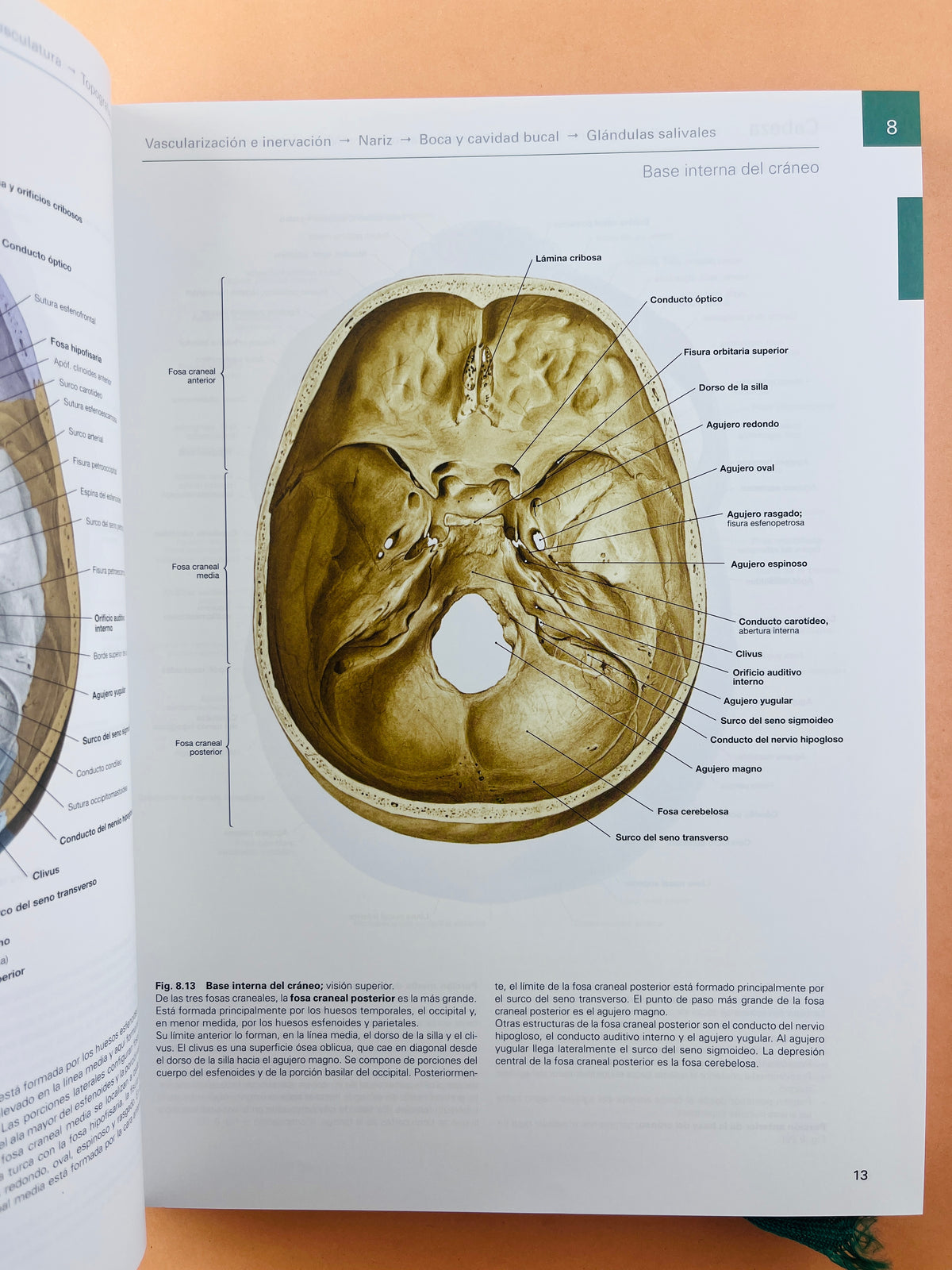 Sobotta Colección Atlas de anatomía humana 23a edición 3 volumen Cabeza, cuello y neuroanatomía. Órganos internos, Anatomía general y aparato locomotor by F. Paulsen y J. Waschtke