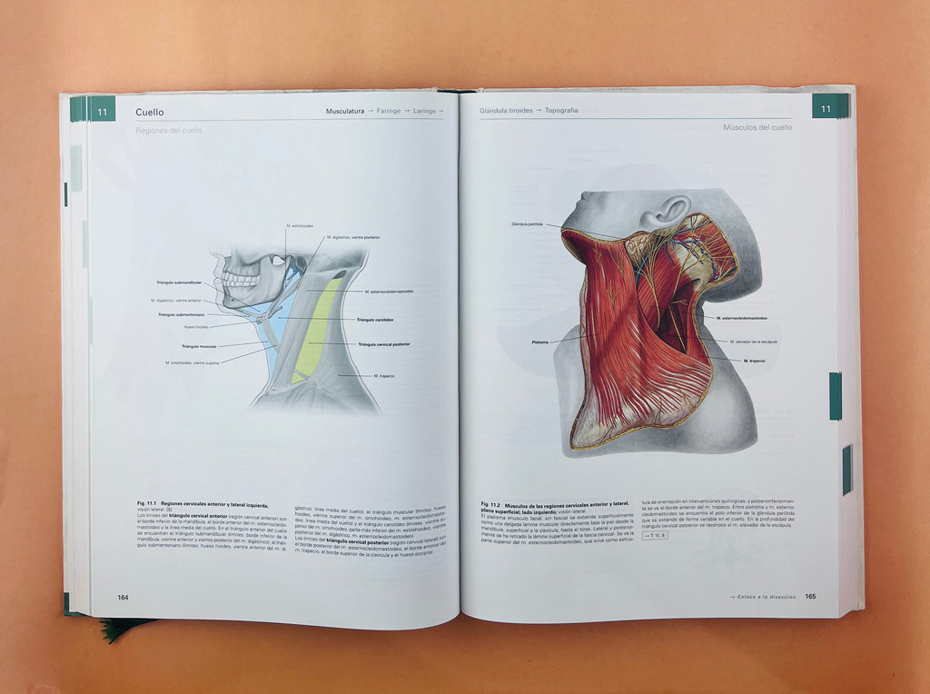 Sobotta Colección Atlas de anatomía humana 23a edición 3 volumen Cabeza, cuello y neuroanatomía. Órganos internos, Anatomía general y aparato locomotor by F. Paulsen y J. Waschtke